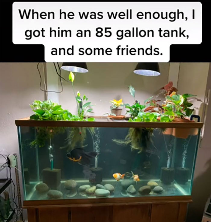 Dying, Neglected 10-Year-Old Goldfish Gets Returned To A Petstore, So This Person Nurses It Back To Health Dying, Neglected 10-Year-Old Goldfish Gets Returned To A Petstore, So This Person Nurses It Back To Health