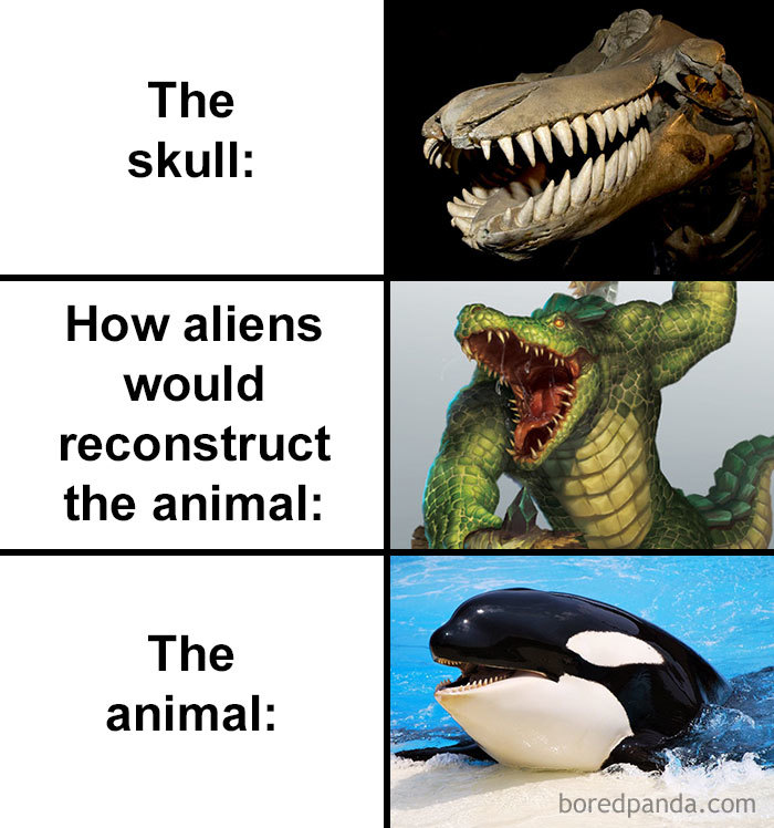 Skull-How-Aliens-Would-Reconstruct-Animal-Meme