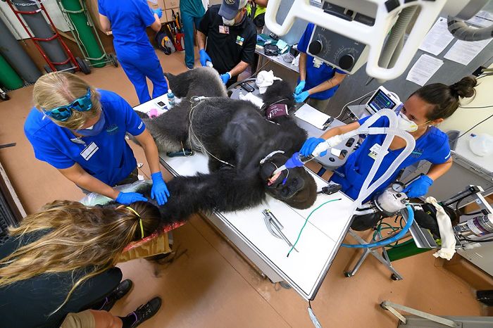 Images Of 433-Pound Gorilla Taking A COVID-19 Swab Test, Among Other Procedures, Got The Internet Buzzing (25 Pics) Images Of 433-Pound Gorilla Taking A COVID-19 Swab Test, Among Other Procedures, Got The Internet Buzzing (25 Pics)