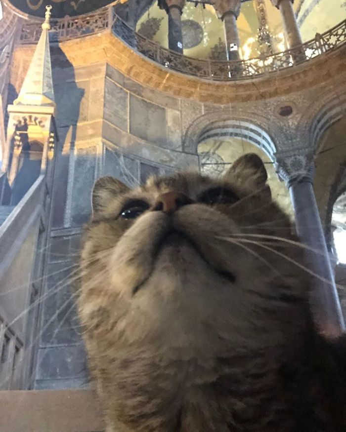 Hagia-Sophia-Cat