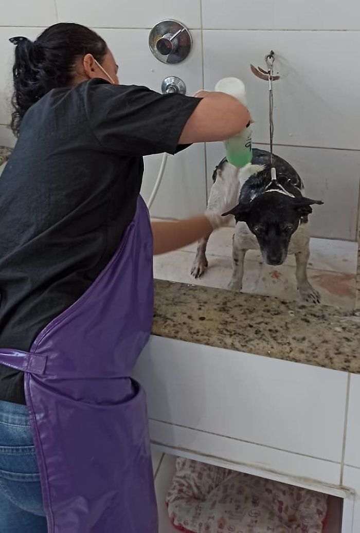 Dog With A Tumor Is Thrown Away In A Dumpster Like Trash Dog With A Tumor Is Thrown Away In A Dumpster Like Trash