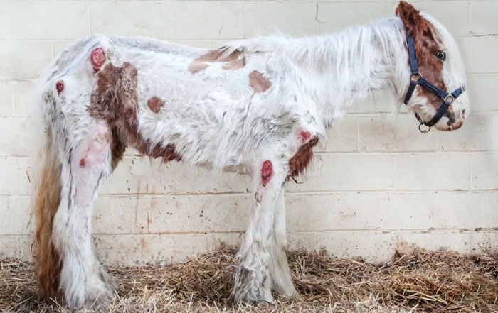 Volunteers 'Shocked' To See This 'Dead' Horse Still Alive Nurse It Back To Health And The Transformation Is Incredible Volunteers 'Shocked' To See This 'Dead' Horse Still Alive Nurse It Back To Health And The Transformation Is Incredible