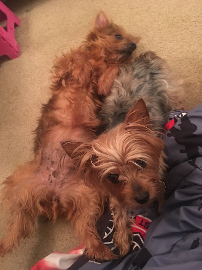 Ginger Was A Stray. Now She’s Finally Able To Relax With Her Sister Trixie (Right)