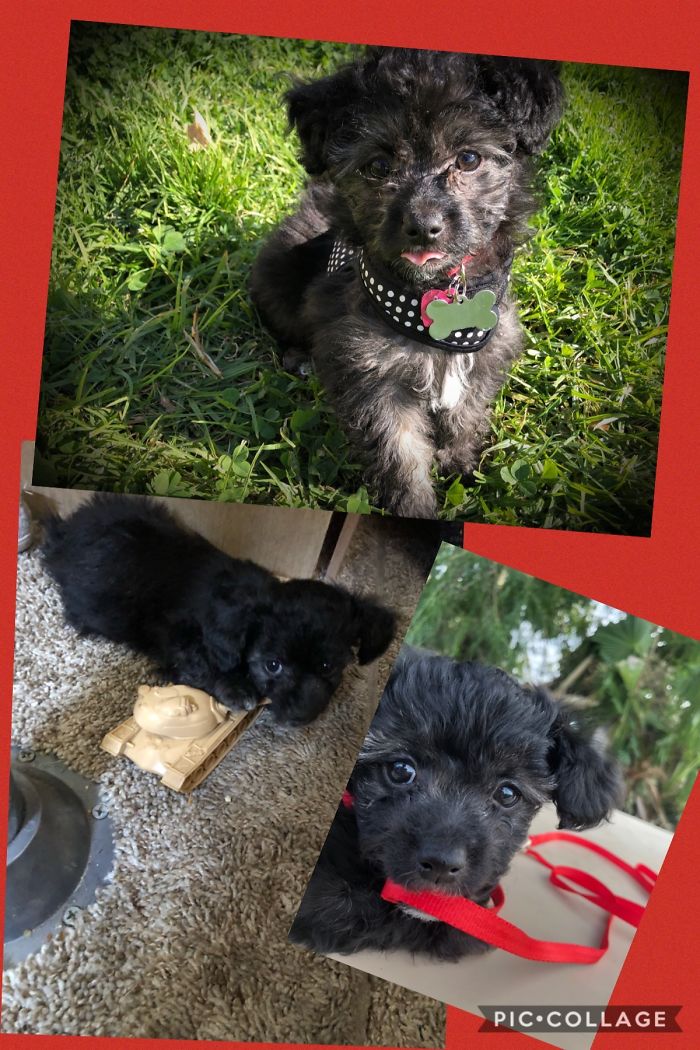 Betty Boop, Duchess Of ‘Dorbs, Maltipoo Extraordinaire. She’s Almost 2 Now.