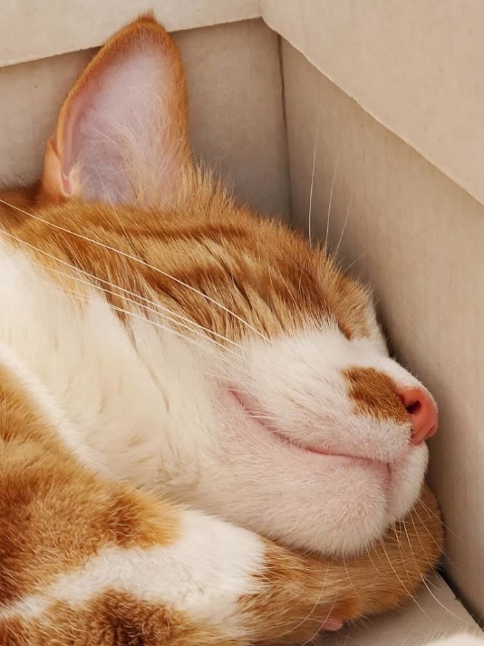 Having A Snooze- Our Sweet Boy Walter