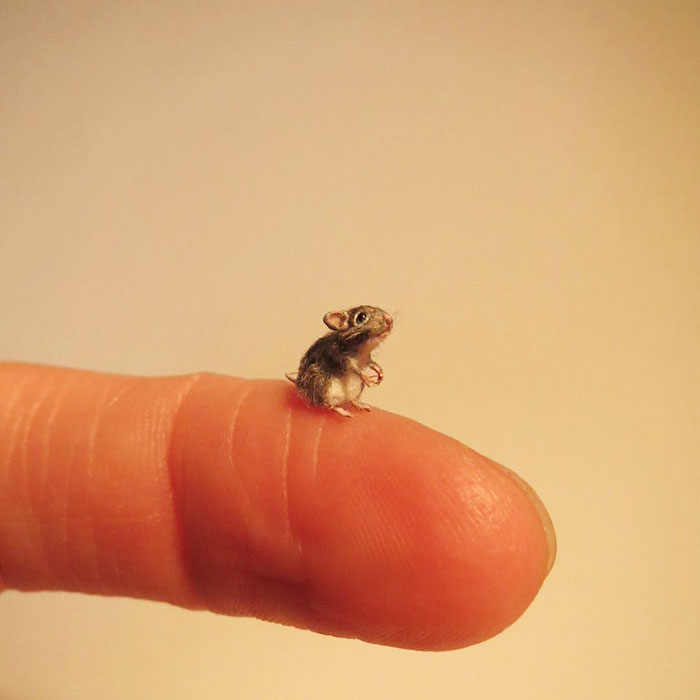 Tiny-Dollhouse-Animals-Miniatures-Fanni-Sandor