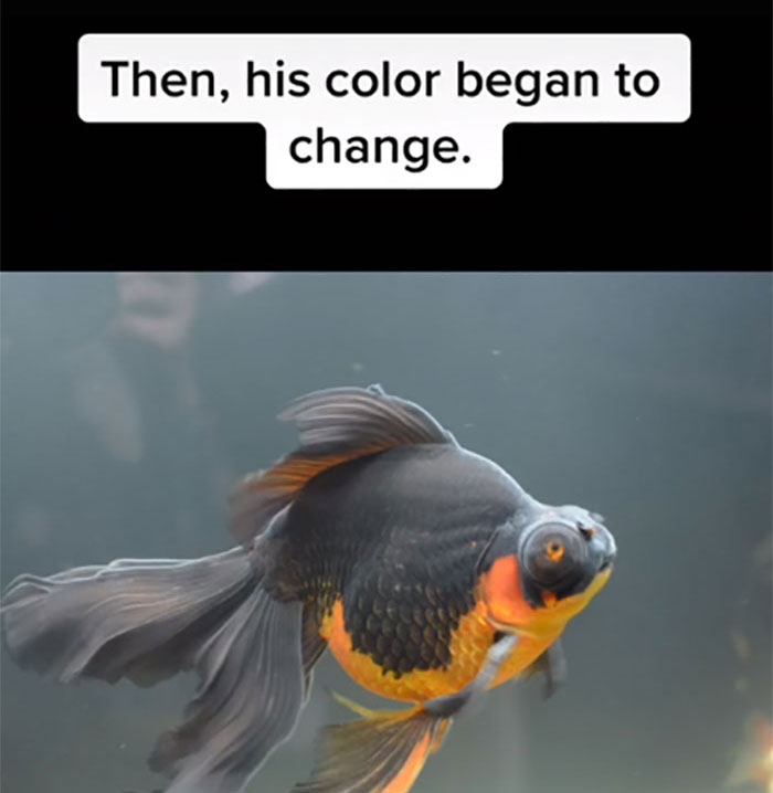 Dying, Neglected 10-Year-Old Goldfish Gets Returned To A Petstore, So This Person Nurses It Back To Health