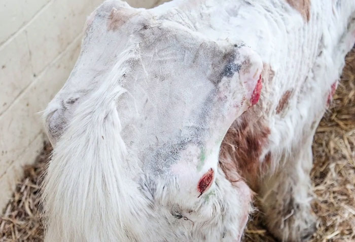 Volunteers 'Shocked' To See This 'Dead' Horse Still Alive Nurse It Back To Health And The Transformation Is Incredible