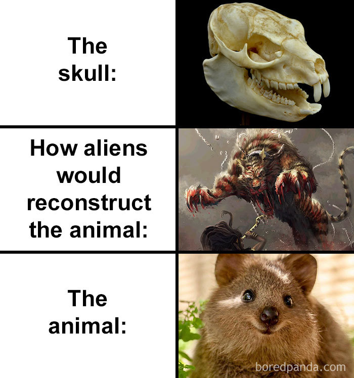 Skull-How-Aliens-Would-Reconstruct-Animal-Meme