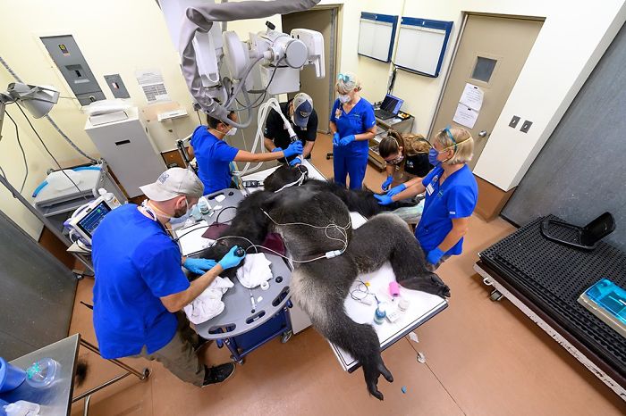 Images Of 433-Pound Gorilla Taking A COVID-19 Swab Test, Among Other Procedures, Got The Internet Buzzing (25 Pics)