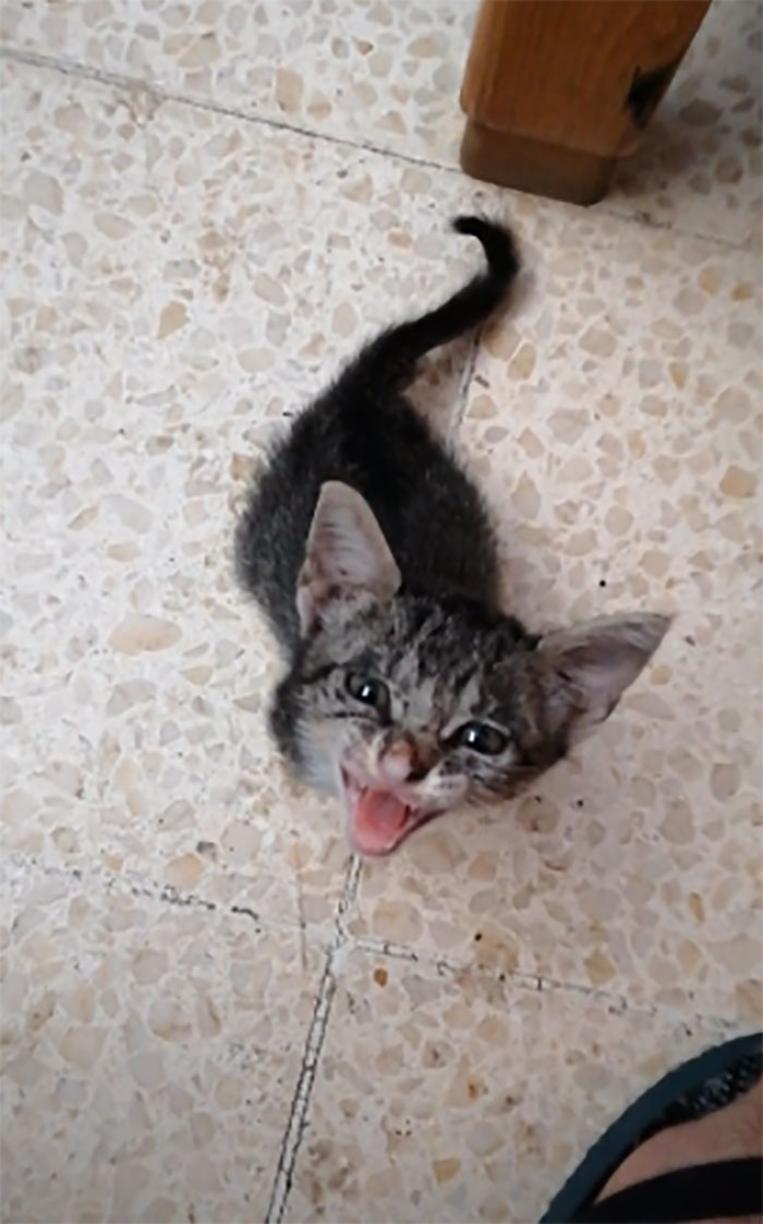 Taco May Be 1.5 Months Old, But She Already Knows How To Politely Ask For Breakfast.