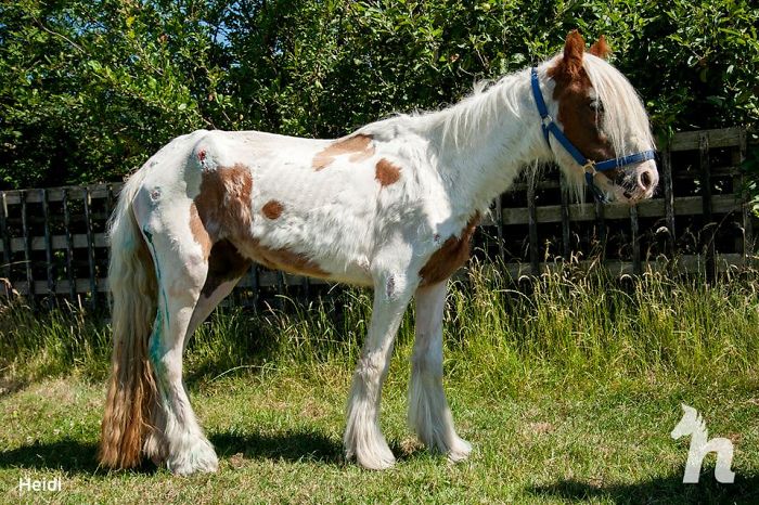 Volunteers 'Shocked' To See This 'Dead' Horse Still Alive Nurse It Back To Health And The Transformation Is Incredible Volunteers 'Shocked' To See This 'Dead' Horse Still Alive Nurse It Back To Health And The Transformation Is Incredible