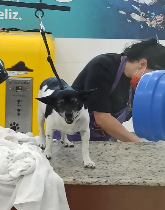Dog With A Tumor Is Thrown Away In A Dumpster Like Trash