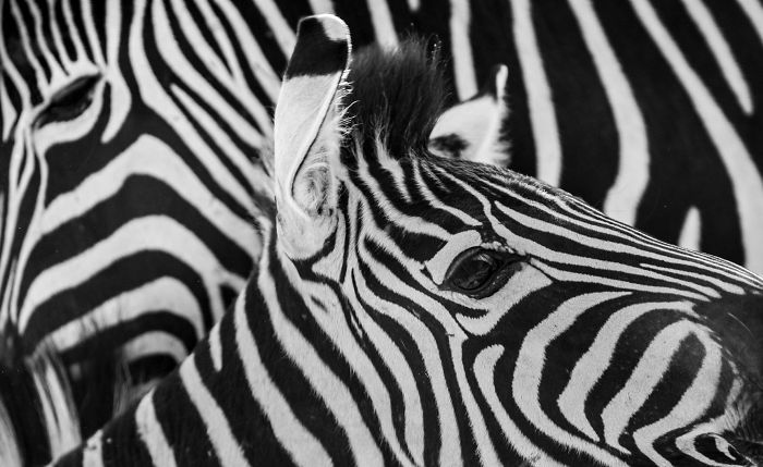 I Am A Wildlife Hunter, But My 'Gun' Is My Camera (19 Pics)