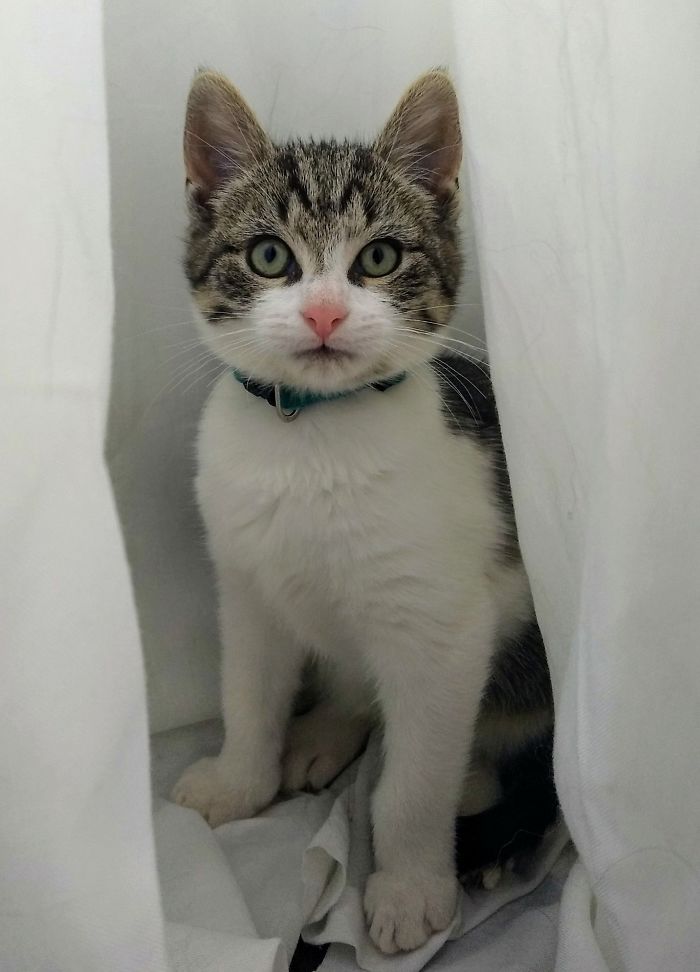 This Was Runt, My Beautiful Kitten. Very Photogenic, This Is The Last Picture Of Him I Took, Before He Got Hit By A Car, At Only 5 Months. Rest In Peace Buddy.