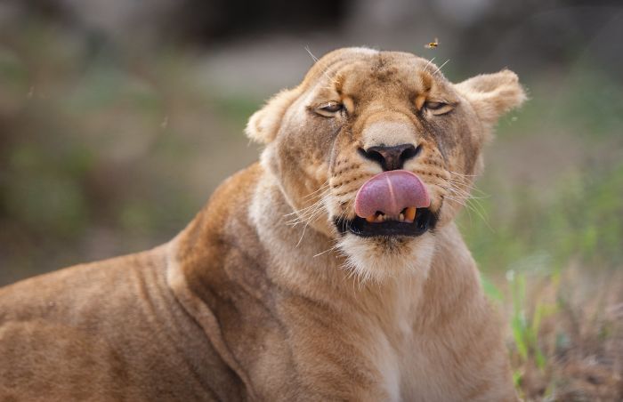 I Am A Wildlife Hunter, But My 'Gun' Is My Camera (19 Pics)