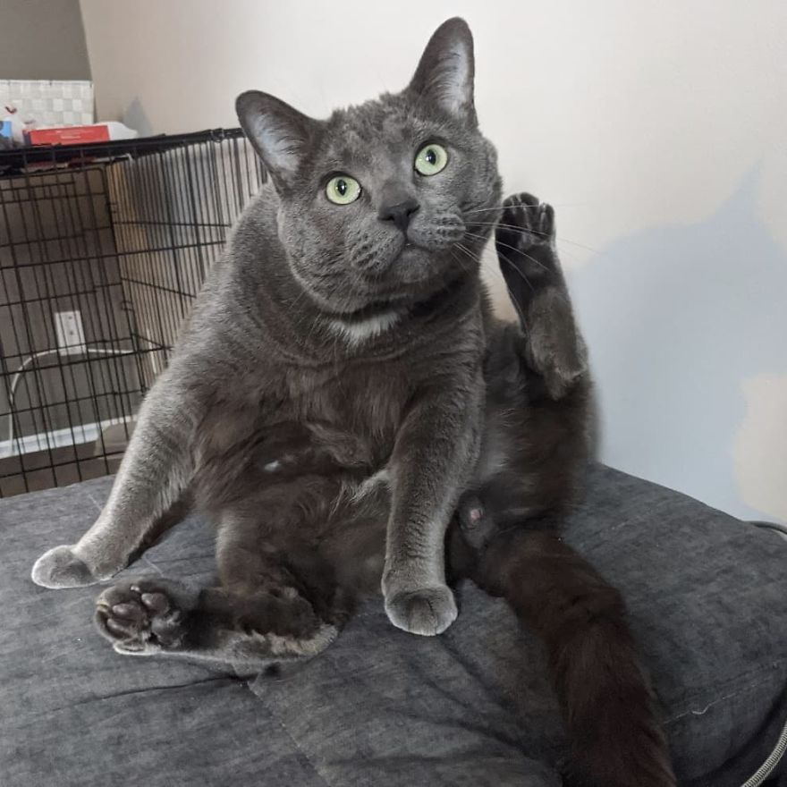 Woman Left Her Cat In Her Yard, Ran Outside After Hearing Screams To Find There Were Two Of Them And She Couldn't Tell Who Was Who