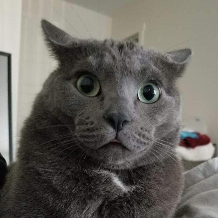 Woman Left Her Cat In Her Yard, Ran Outside After Hearing Screams To Find There Were Two Of Them And She Couldn't Tell Who Was Who