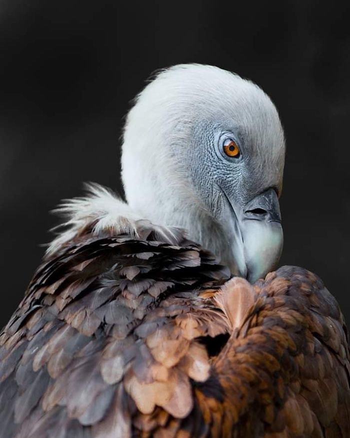 I Am A Wildlife Hunter, But My 'Gun' Is My Camera (19 Pics)