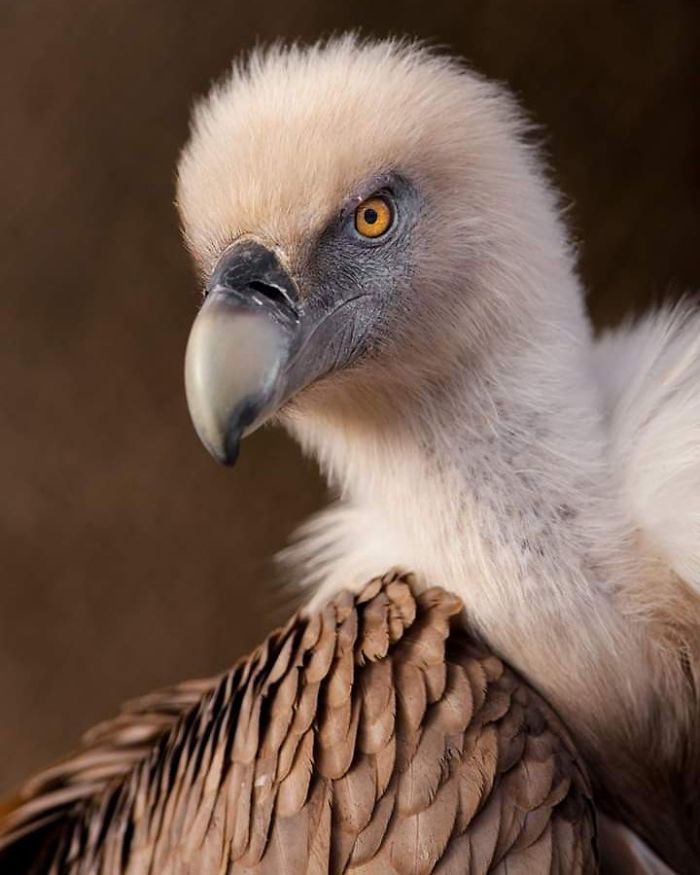 I Am A Wildlife Hunter, But My 'Gun' Is My Camera (19 Pics)