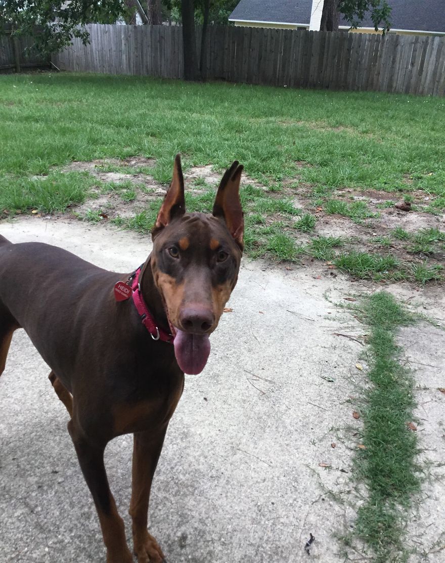 Types Of Doggos In This World