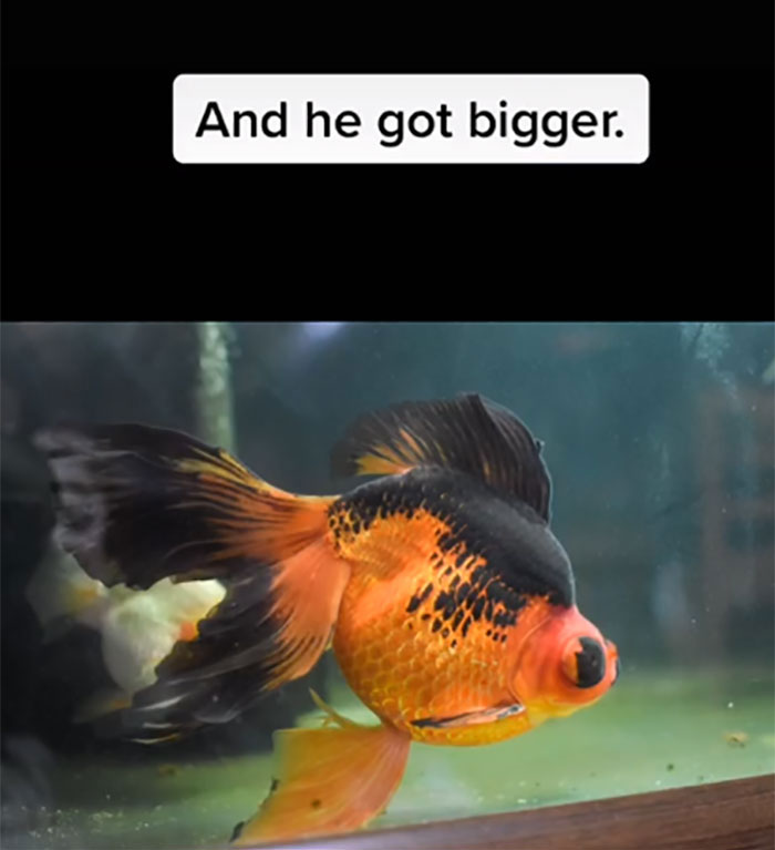 Dying, Neglected 10-Year-Old Goldfish Gets Returned To A Petstore, So This Person Nurses It Back To Health