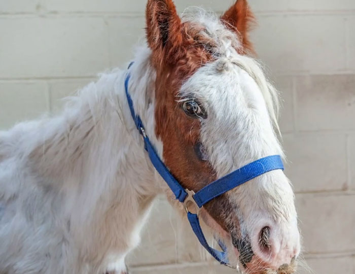 Volunteers 'Shocked' To See This 'Dead' Horse Still Alive Nurse It Back To Health And The Transformation Is Incredible