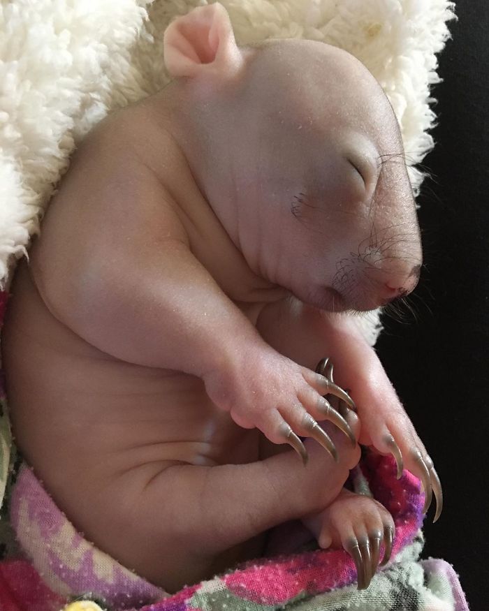 An Orphaned Baby Wombat Was Found In Her Dead Mother's Pouch Weighing Just 120 Grams, Got Rescued