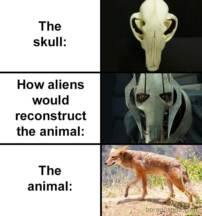 Skull-How-Aliens-Would-Reconstruct-Animal-Meme