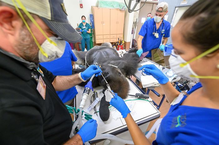 Images Of 433-Pound Gorilla Taking A COVID-19 Swab Test, Among Other Procedures, Got The Internet Buzzing (25 Pics) Images Of 433-Pound Gorilla Taking A COVID-19 Swab Test, Among Other Procedures, Got The Internet Buzzing (25 Pics)