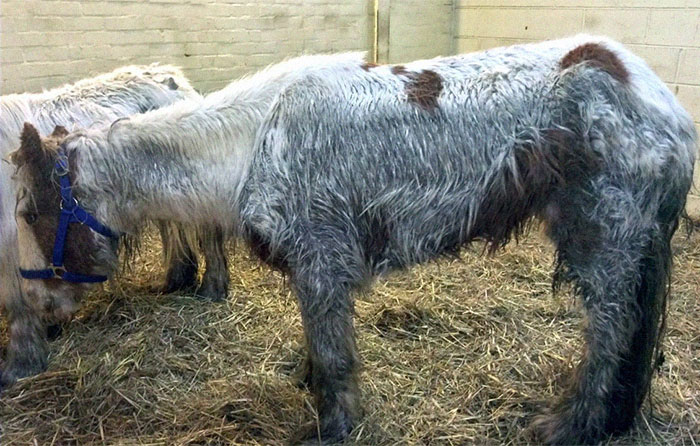 Volunteers 'Shocked' To See This 'Dead' Horse Still Alive Nurse It Back To Health And The Transformation Is Incredible