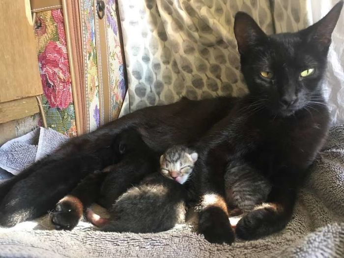 Stray Cat ‘Asks’ Woman To Let Her Inside So She Can Have Her Babies Stray Cat ‘Asks’ Woman To Let Her Inside So She Can Have Her Babies