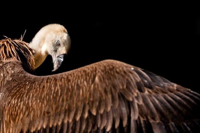 I Am A Wildlife Hunter, But My 'Gun' Is My Camera (19 Pics)