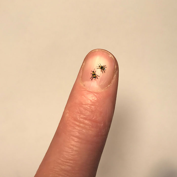 Tiny-Dollhouse-Animals-Miniatures-Fanni-Sandor