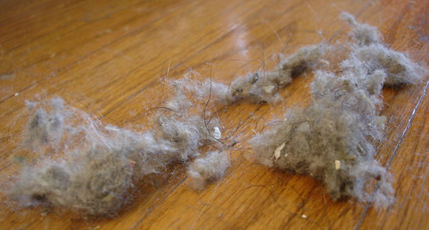 860-dust-obesigen-header-Dust_bunnies-5f0de740057f3.jpg