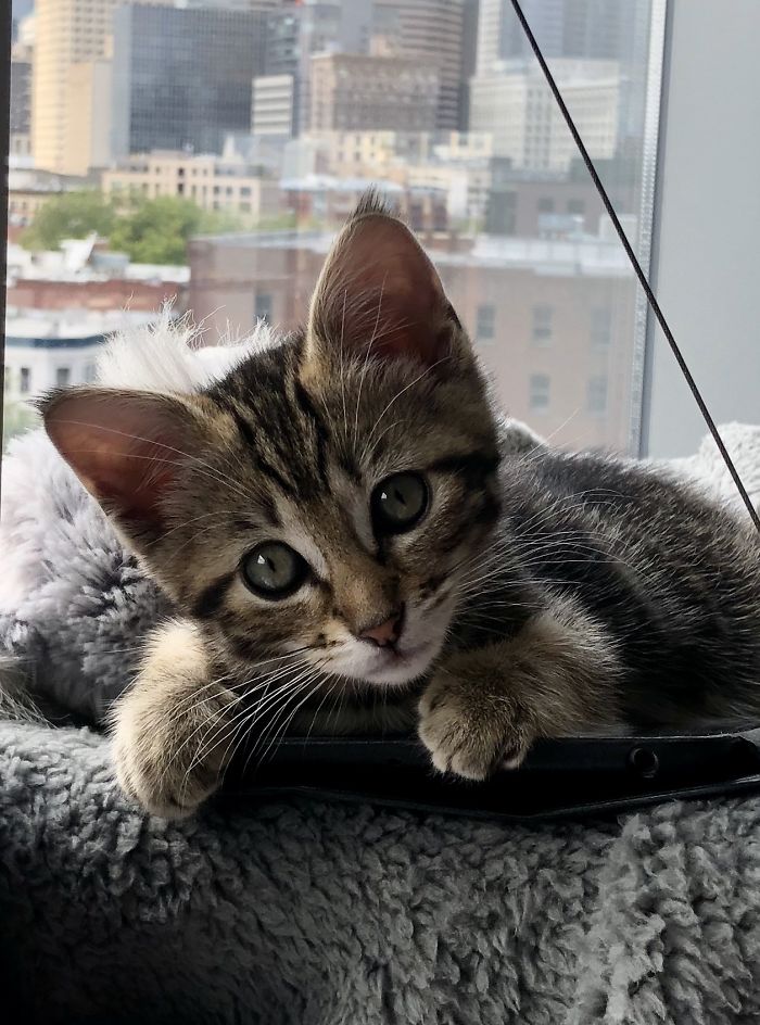 Jax Is Happy In Her Forever Home