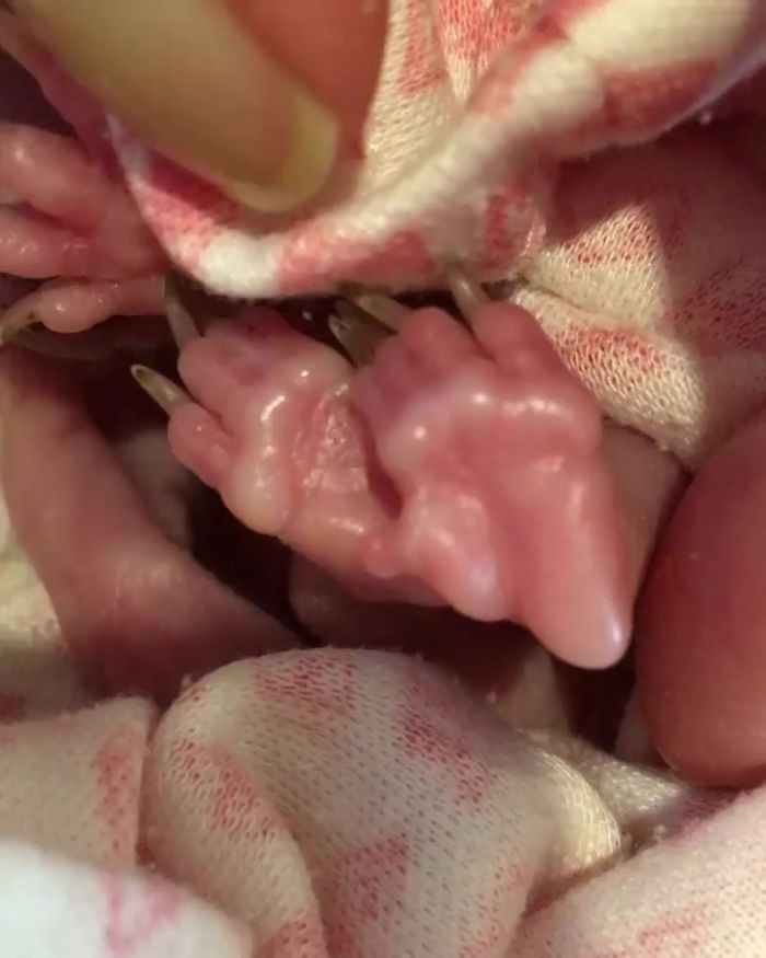 An Orphaned Baby Wombat Was Found In Her Dead Mother's Pouch Weighing Just 120 Grams, Got Rescued