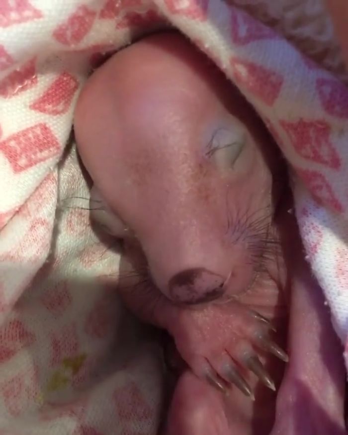 An Orphaned Baby Wombat Was Found In Her Dead Mother's Pouch Weighing Just 120 Grams, Got Rescued