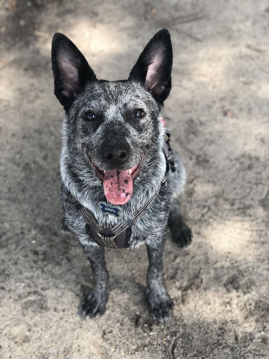 Types Of Doggos In This World