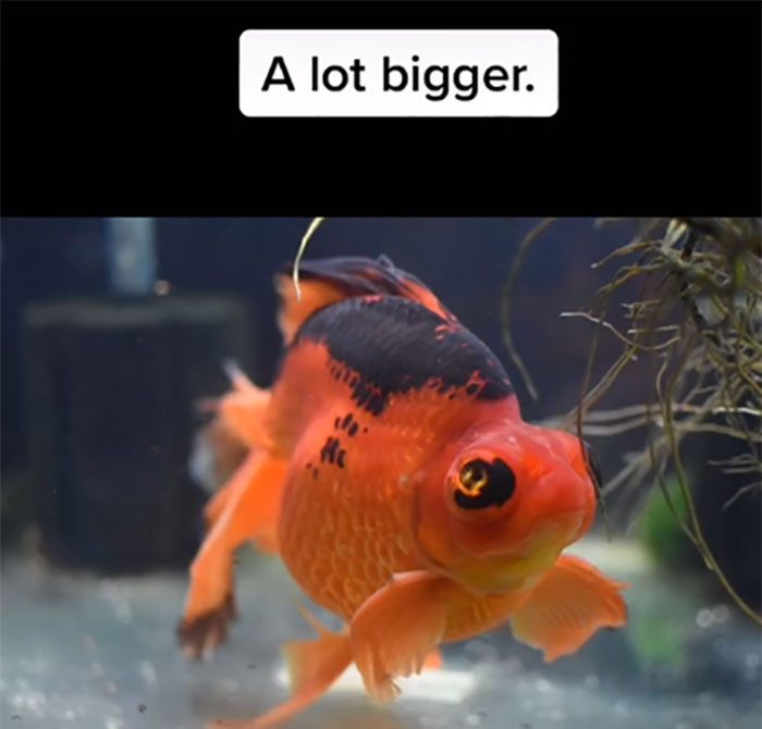 Dying, Neglected 10-Year-Old Goldfish Gets Returned To A Petstore, So This Person Nurses It Back To Health Dying, Neglected 10-Year-Old Goldfish Gets Returned To A Petstore, So This Person Nurses It Back To Health