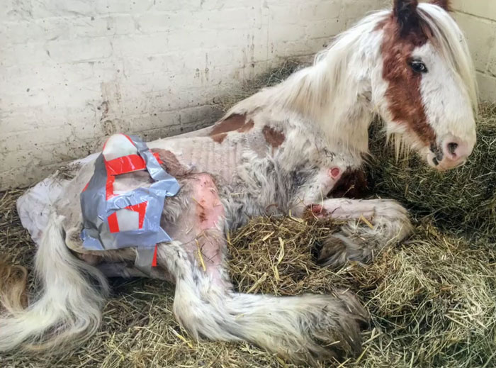 Volunteers 'Shocked' To See This 'Dead' Horse Still Alive Nurse It Back To Health And The Transformation Is Incredible