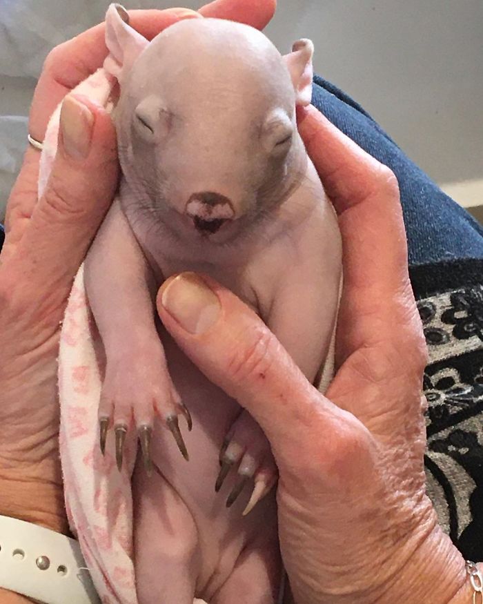 An Orphaned Baby Wombat Was Found In Her Dead Mother's Pouch Weighing Just 120 Grams, Got Rescued