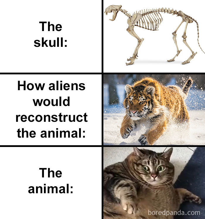Skull-How-Aliens-Would-Reconstruct-Animal-Meme