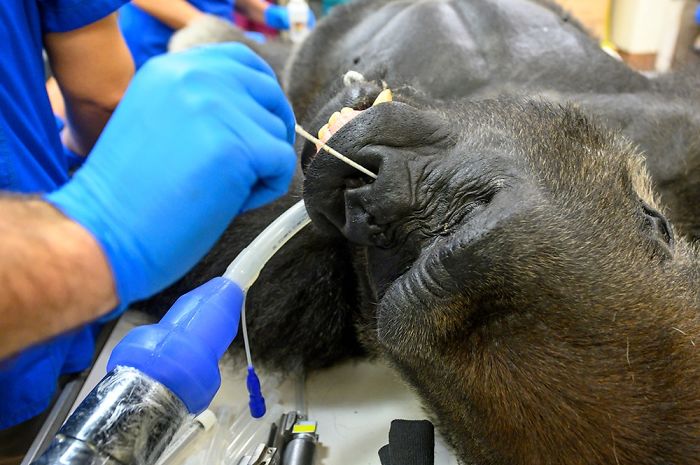 Images Of 433-Pound Gorilla Taking A COVID-19 Swab Test, Among Other Procedures, Got The Internet Buzzing (25 Pics)