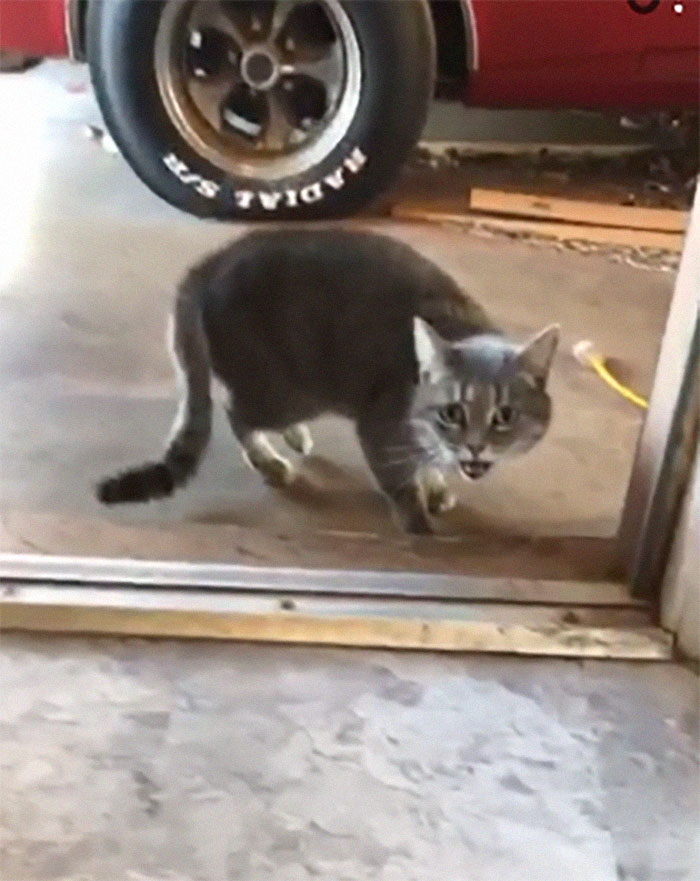 So My Buddy Has This Cat. This Is Marceline. She Got Them Pipes.