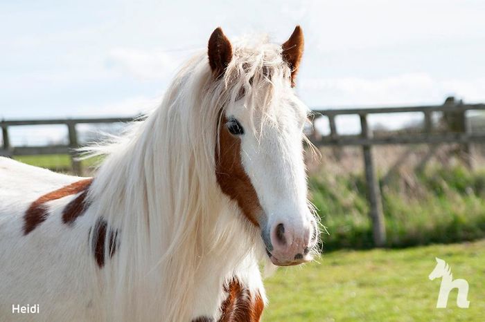 Volunteers 'Shocked' To See This 'Dead' Horse Still Alive Nurse It Back To Health And The Transformation Is Incredible