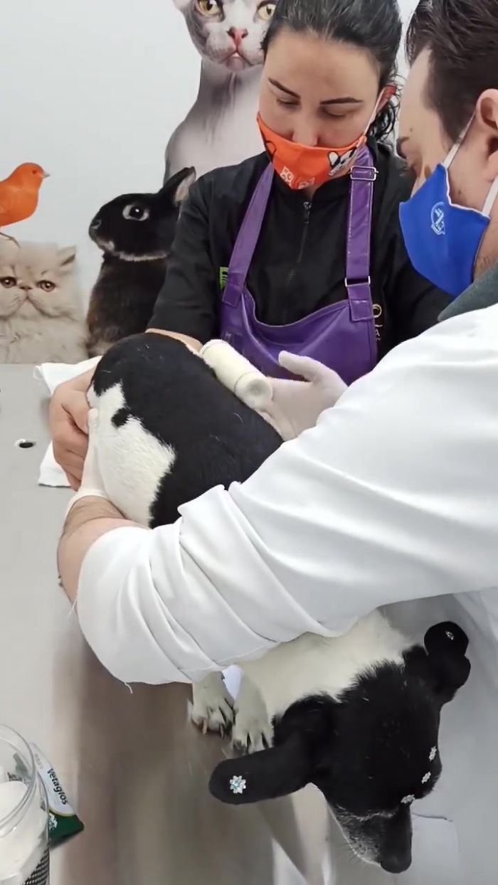 Dog With A Tumor Is Thrown Away In A Dumpster Like Trash