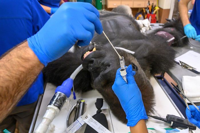 Images Of 433-Pound Gorilla Taking A COVID-19 Swab Test, Among Other Procedures, Got The Internet Buzzing (25 Pics) Images Of 433-Pound Gorilla Taking A COVID-19 Swab Test, Among Other Procedures, Got The Internet Buzzing (25 Pics)