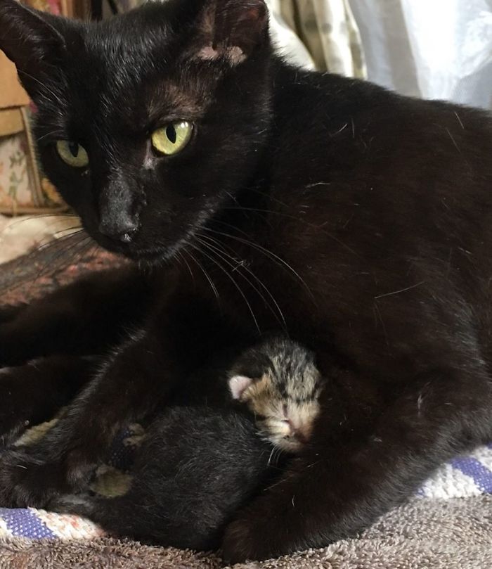 Stray Cat ‘Asks’ Woman To Let Her Inside So She Can Have Her Babies Stray Cat ‘Asks’ Woman To Let Her Inside So She Can Have Her Babies