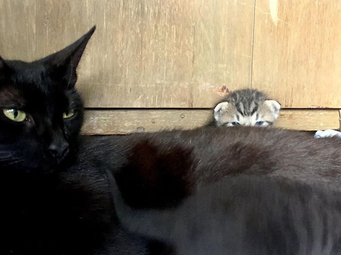 Stray Cat ‘Asks’ Woman To Let Her Inside So She Can Have Her Babies Stray Cat ‘Asks’ Woman To Let Her Inside So She Can Have Her Babies